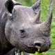 Image for article titled Endangered Rhino Just Wishes His Horn Didn’t Make People Immortal